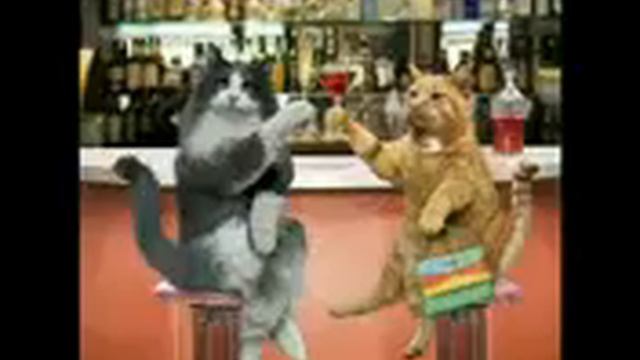 Смешные 🐱 в смысле коты смотреть онлайн