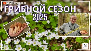 Грибная разведка 18 мая 2025. Всеволожский район.