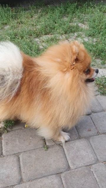 Муся, померанский шпиц, ловит ветер смотреть онлайн