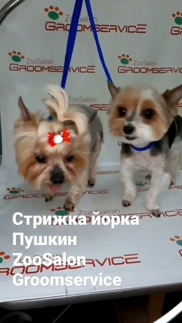 Стрижка собак и кошек СПб, Пушкин, Красносельское шоссе, 55☎ тел. 8-921-78-111-68🟢WA 8 921 78 111 6