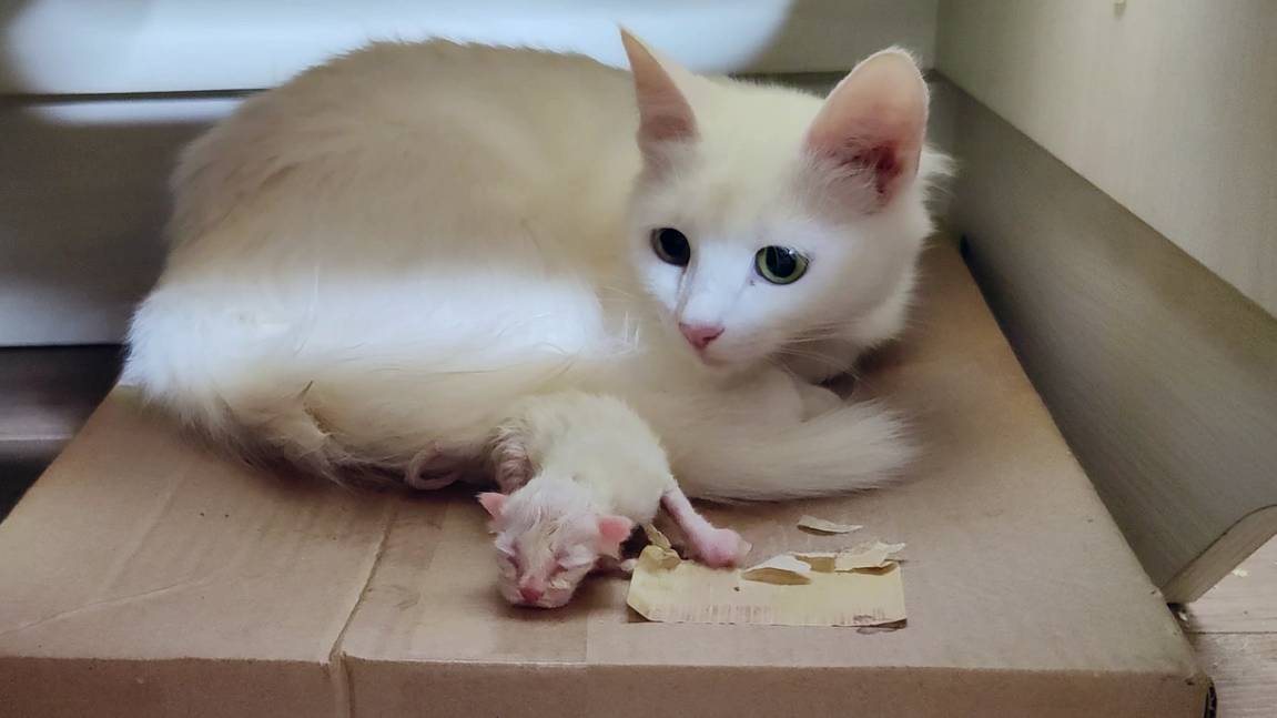 Мама-кошка родила котенка. Первый день новорожденного котенка. Новорожденный котенок мяукает смотреть онлайн