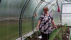 Срочные работы в помидорной теплице.