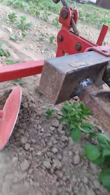 окучиваю дисковым окучником на минитракторе смотреть онлайн