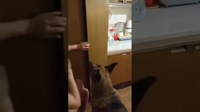 Супер Собака!)