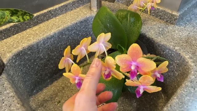 Орзоразговоры. А от клеща и «след простыл»👌🏼 смотреть онлайн