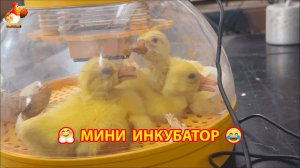 Три утенка вывелись в мини инкубаторе – смотрите результат ❣️🤗😂