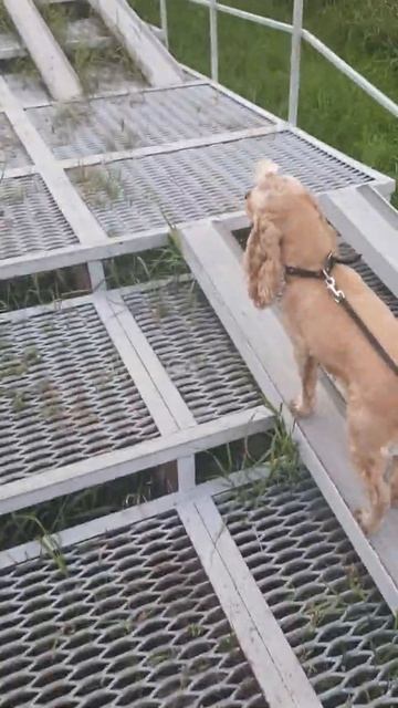 собака и лестница смотреть онлайн