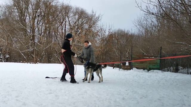 Ольвал Дэнис МАЖОР (9 мес.)