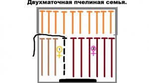 Двухматочное содержание пчёл 18 мая 2025