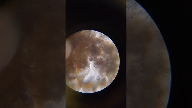 1 часть микромир