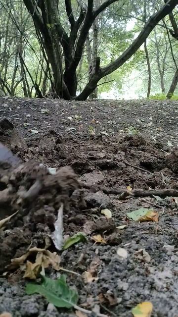 АНТИКВАРИАТ в ЛЕСУ | МЕТАЛЛОИСКАТЕЛЬ #shorts смотреть онлайн