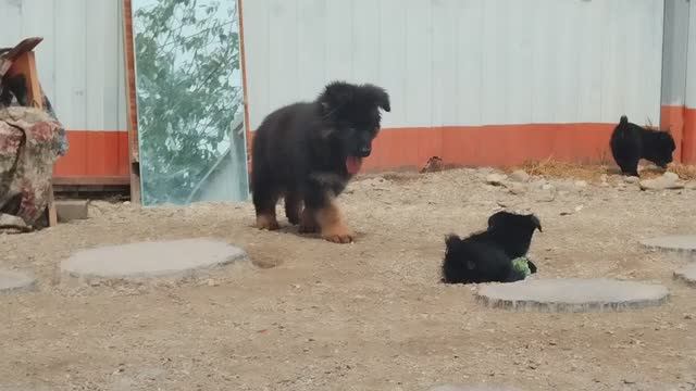 РусиШи и немцы. 3 месяца.