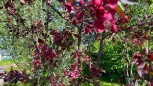 Яблоня Роялти в цвету