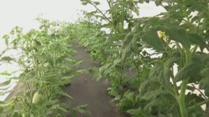 Как формировать Томатных Гномов?  По-разному!