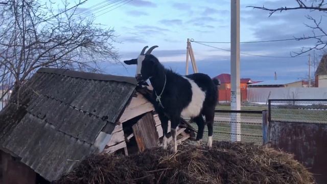 Бодающийся, козел Ахмед и кот Валера,горные козы в дер? смотреть онлайн