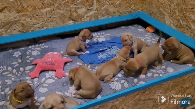 Вечерние игры щенков питбуля #питбуль #собаки #pitbull #puppy #рекомендации #топ #видео