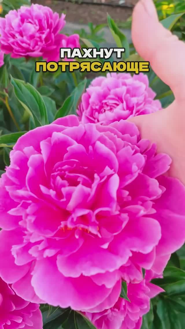 Эти Цветы Пахнут Так, Что Соседи Заглядывают Через Забор 🌺👀 смотреть онлайн