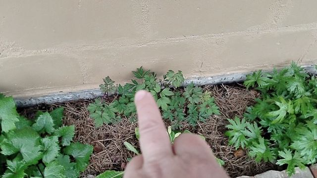 Цветники Бузульниками под мангальной в мае 2025 смотреть онлайн