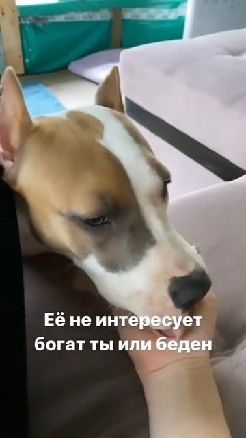 Вся правда о собаках #shorts #staff смотреть онлайн