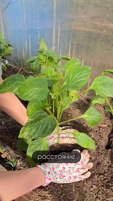 Высадка рассады перца в теплицу — важный этап для будущего урожая смотреть онлайн