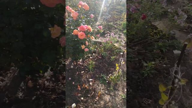 Роза 🌹 флорибунда Морнинг Сан.