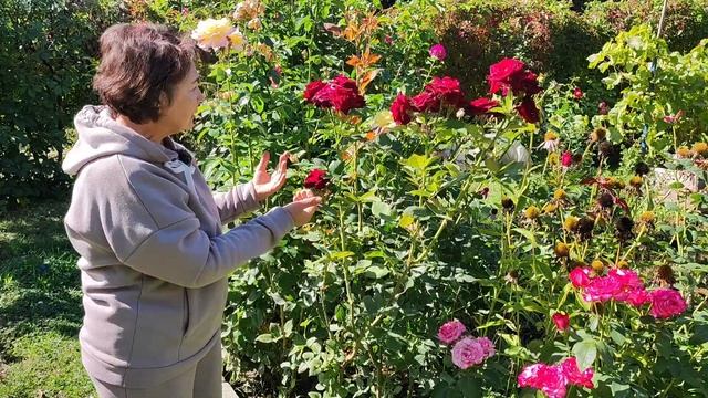 Розы, как цвели, после правильной обрезки. смотреть онлайн