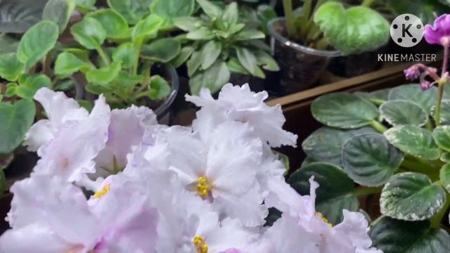 Новые сорта, излишки фиалок. смотреть онлайн