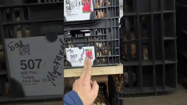 Луковица тюльпанов к  8 марта 2025