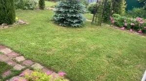 Спешу покосить до дождя. Успела. Пузыреплодник Андрэ. ?