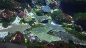 Москвариум. Скаты. Осетровые. Криль. Мавританский идол. Рыбы-прилипалы. Май 2025