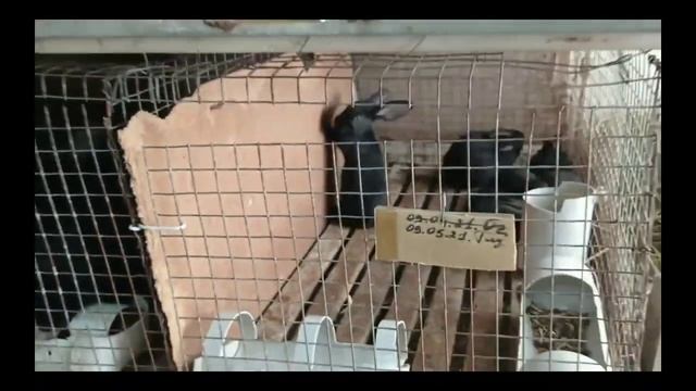 Jaydari Quyon/  Жайдари Куйон фойда ва зарарлари / Плюси и минусы смещенных кроликов