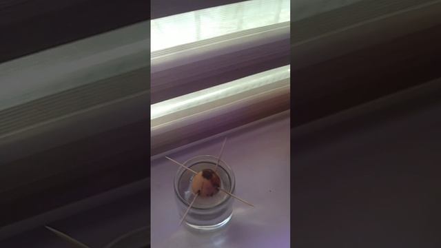 кактус - царь цветов)