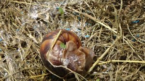 Мульча, слизни и улитки. Что делать?