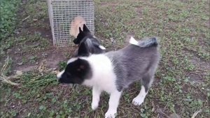 КАК ОБУЧАТЬ ЩЕНКА ЛАЙКИ/ РАБОТА ЩЕНКОВ РЕЛ В ДВА МЕСЯЦ?