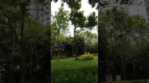 Аренда байка в Китае , на Хайнянь . Движение для байка .