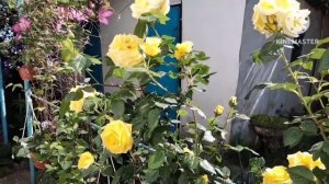 Цветет плетистая роза Римоза.