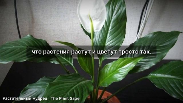 ПОЧЕМУ СПАТИФИЛЛУМ НЕ ЦВЕТЕТ? ОШИБКИ, КОТОРЫЕ ВЫ ДЕЛАЕ смотреть онлайн