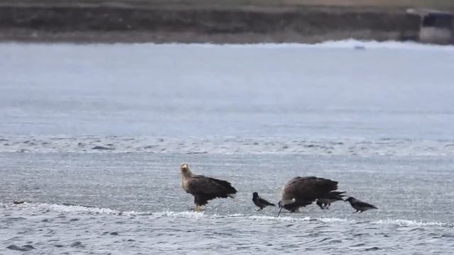 орланы белохвосты