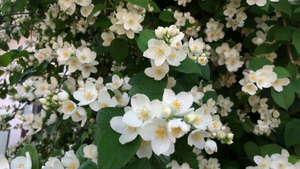 Почему не цветет САДОВЫЙ ЖАСМИН (чубушник).