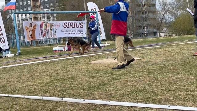 ЮНИОРЫ КОБЕЛИ / КЧК КЕМЕРОВО 4 мая`25 И.Ширан Моно немецких овчарок