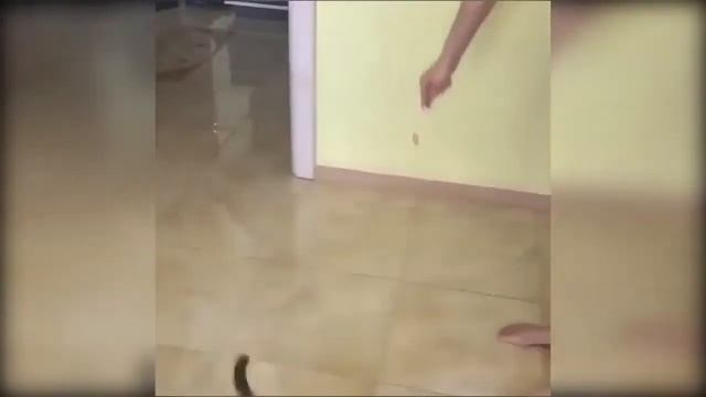 Забавные кошки / приколы с кошками / Positive video about funny cats смотреть онлайн