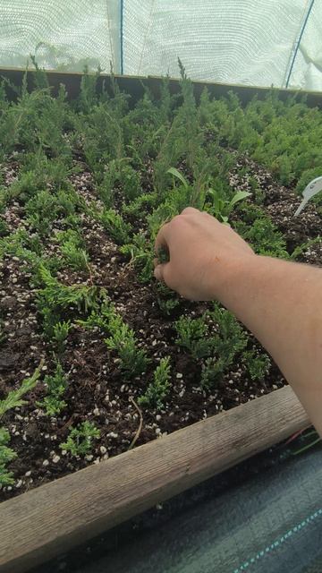 Первые корни можжевельника из череночника🥰 смотреть онлайн