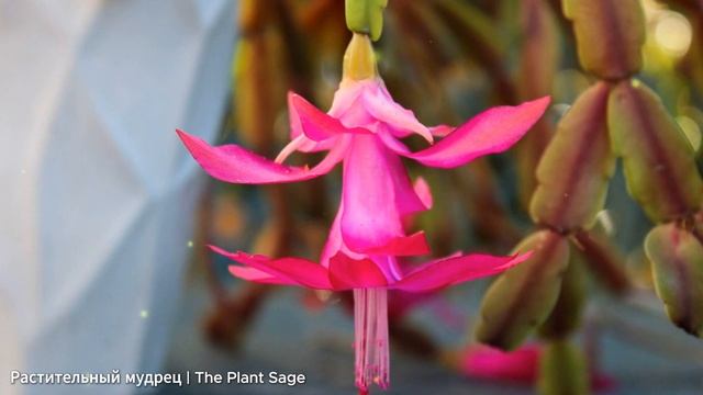 ДЕКАБРИСТ БОЛЕЕТ ЧТО ДЕЛАТЬ? СОВЕТЫ, КОТОРЫЕ СПАСУТ ВА