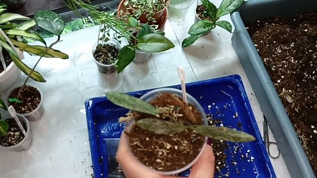 🇺🇦Нові Хойї,пересадка,перевалка,нова опора👍