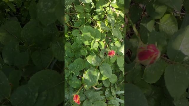 Роза плетистая Импрессионист (The Impressionist)