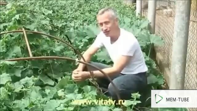 не отрывая от ботвы ( мем) смотреть онлайн