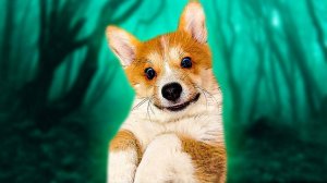 Все серии МАЛЕНЬКИЙ КОРГИ КОРЖИК!! НАЧАЛО!