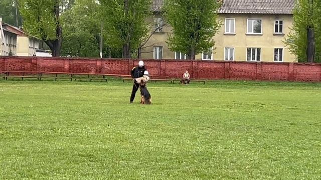 2 Отл. Югория ЦВЕТАНА ++- №38 / КЧК КИСЕЛЕВСК 11 мая`25 Н.Тихонова Моно н/о