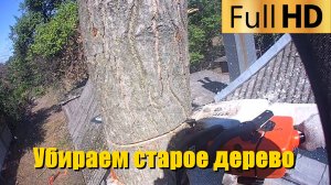 Убираем старое дерево грецкого ореха | Спил деревьев в Краснодарском крае