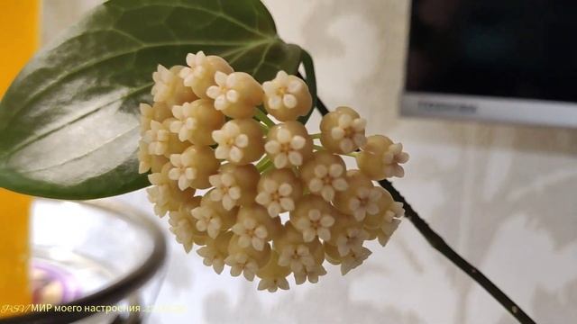 ХОЙЯ Hellwigiana цветение